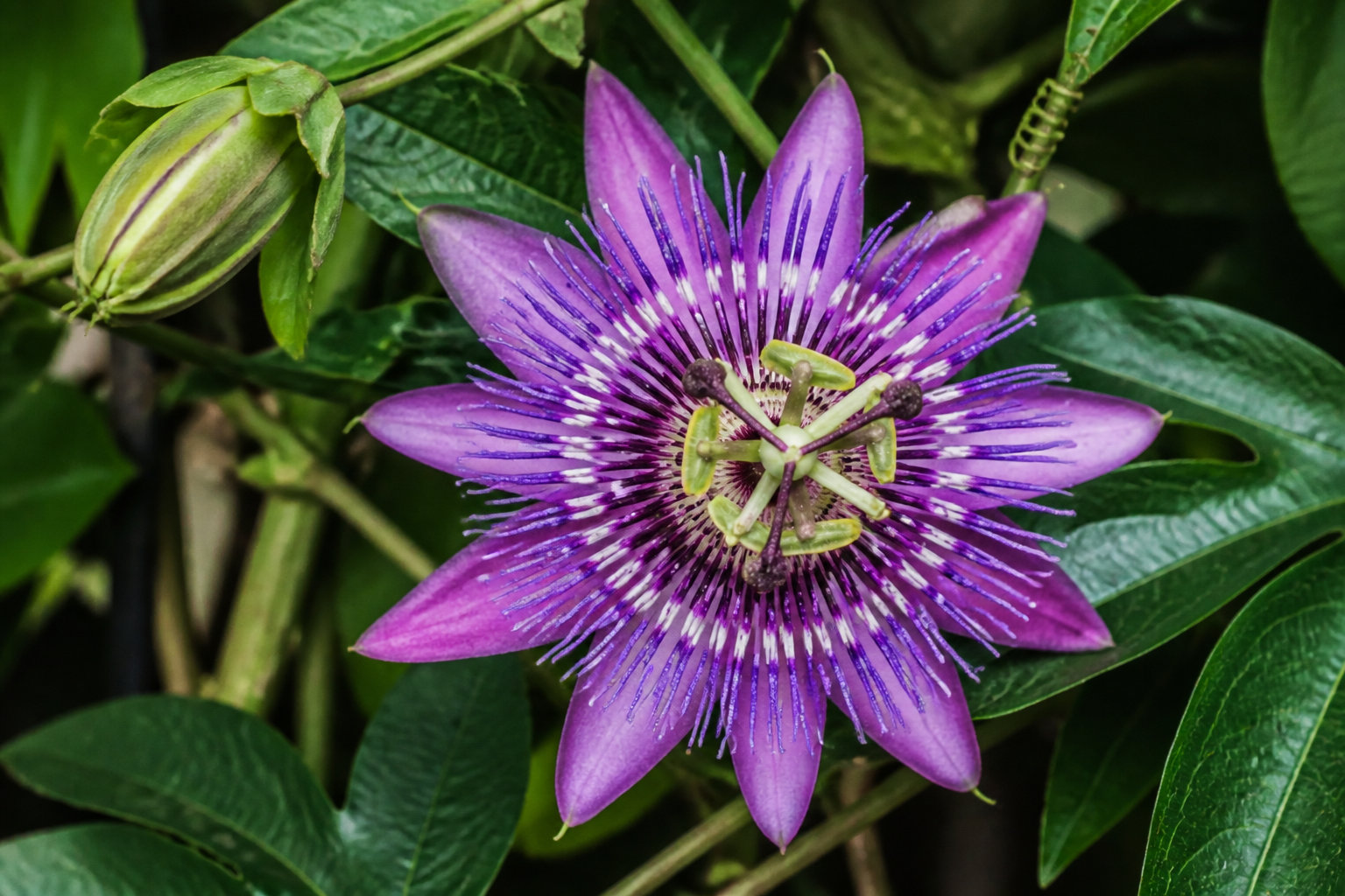La passiflore contre l'anxiété et les réveils nocturnes